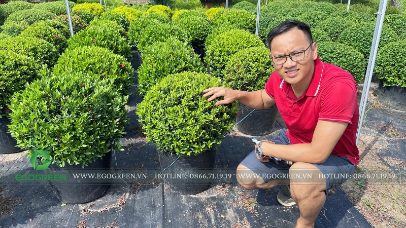 5 loại hoa nở bền đẹp vào dịp cuối năm 2025